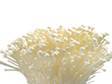 Enoki