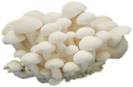 Shemeji White