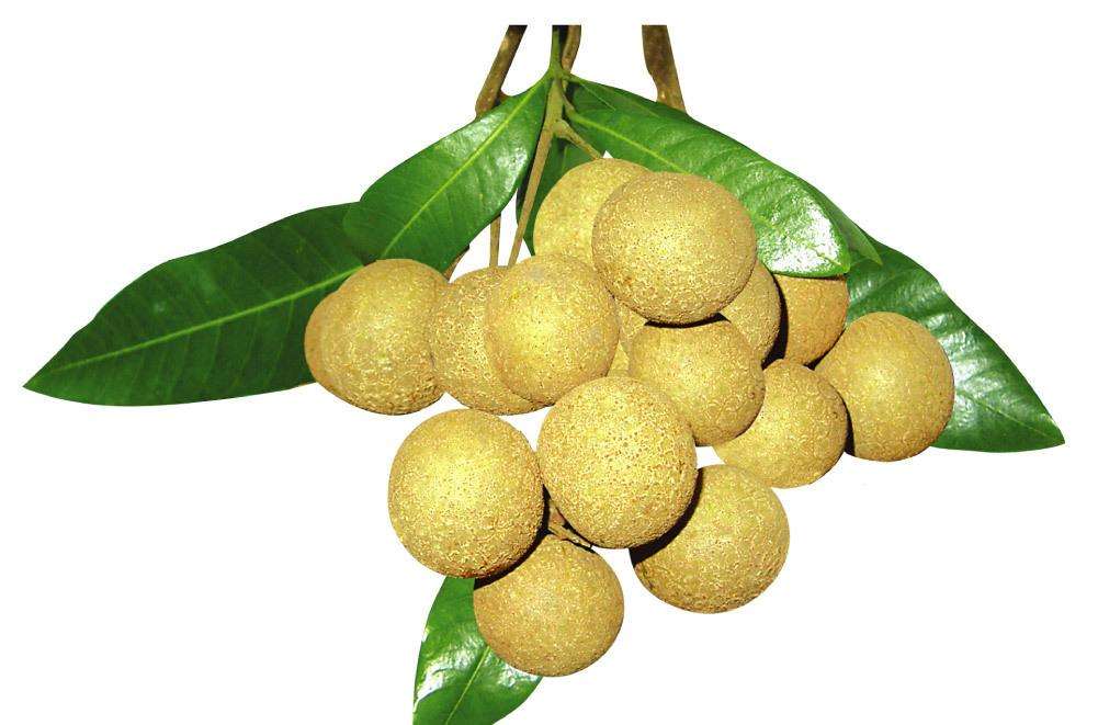 Longan