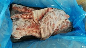 Pig tibia